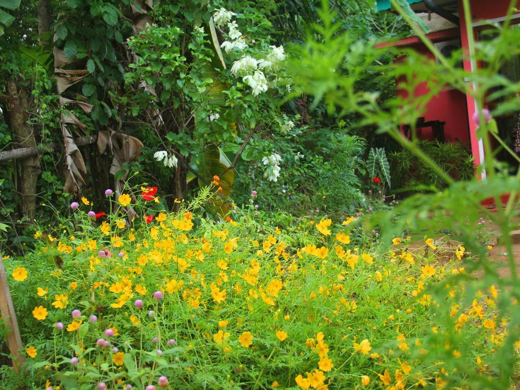 Little Pink House Mirissa Room photo